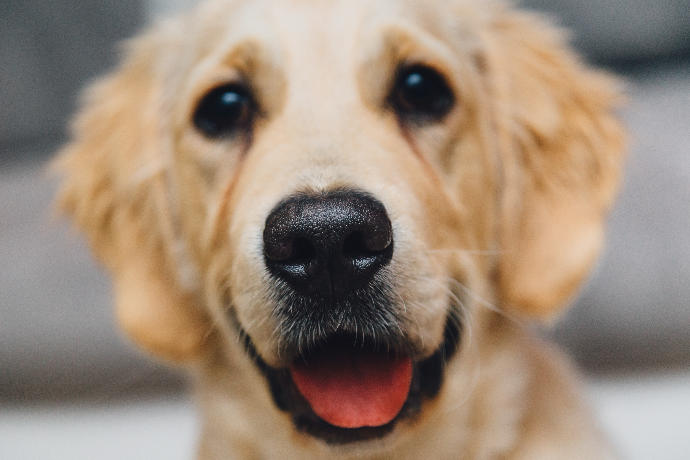 My fifteen favorite funny dog memes