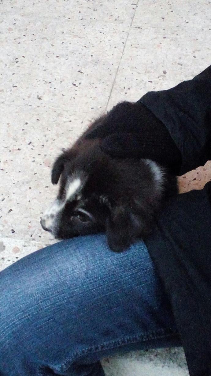 how to find a breeder how to find a home my puppy girlsaskguys how to find a breeder how to find a home my puppy girlsaskguys