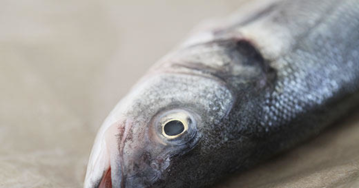 Will You Eat Fish With The Heads Still On fish eaters can you eat fish with the heads still on them Will You Eat Fish With The Heads Still On fish eaters can you eat fish with the heads still on them
