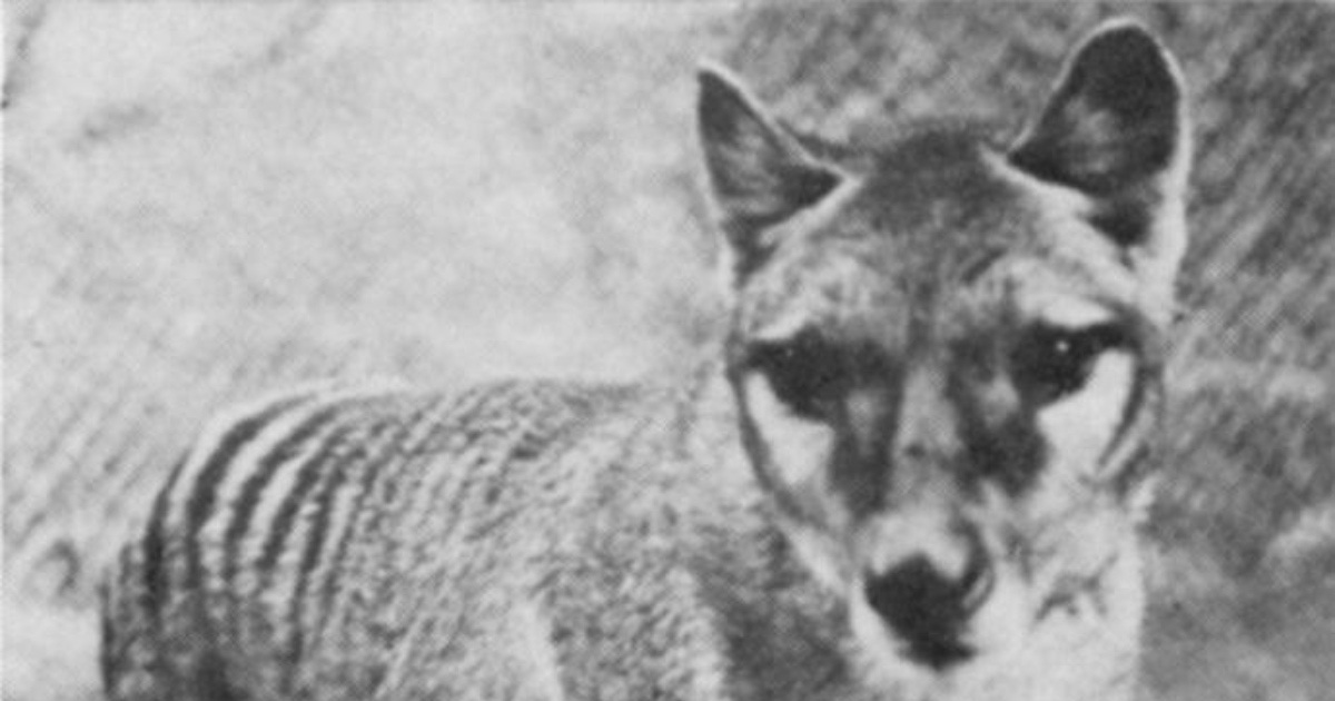 Do you believe that the Tasmanian Tiger is still Alive? - GirlsAskGuys