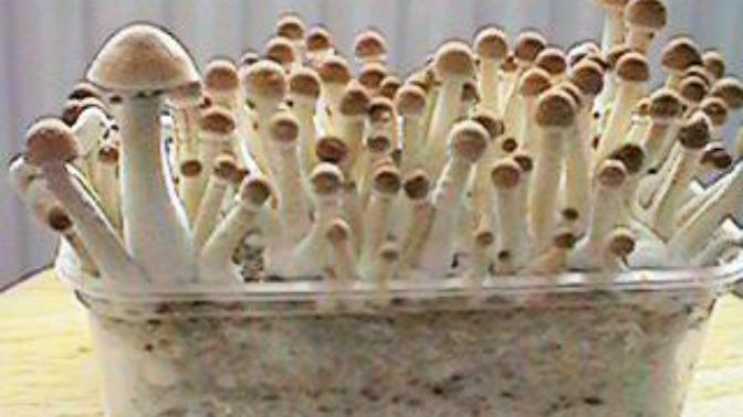 How Magic Mushrooms Changed My Life