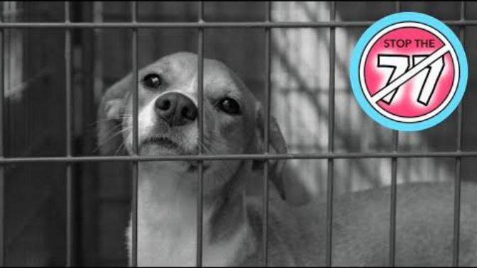 Stop the 77 (dog bites)