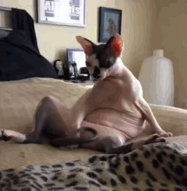 Your Life in Cat Memes