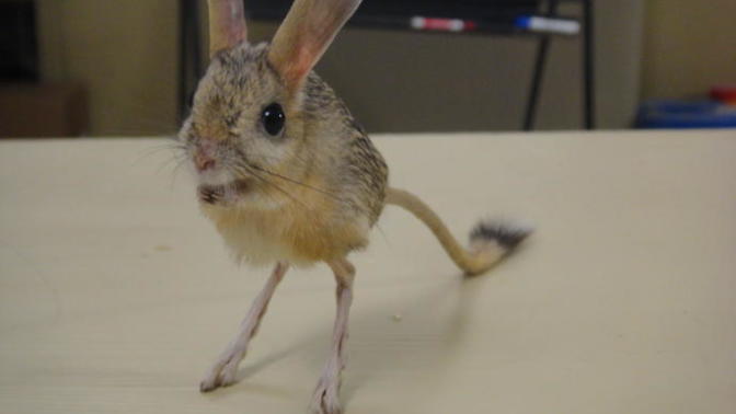 Cute and odd animals!