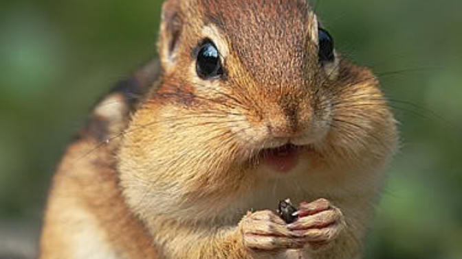 Whoever asked "Does It Hurt to Have Your Wisdom Teeth Pulled?" I have your answer!