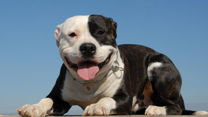 Reasons why Pit Bulls are awesome!
