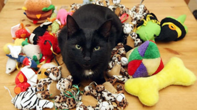 Things your cats might love playing with