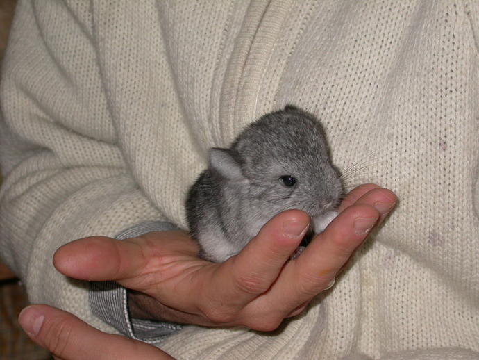 The Fun Exotic Chinchilla: How to take care of a Chinchilla