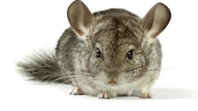 The Fun Exotic Chinchilla: How to take care of a Chinchilla