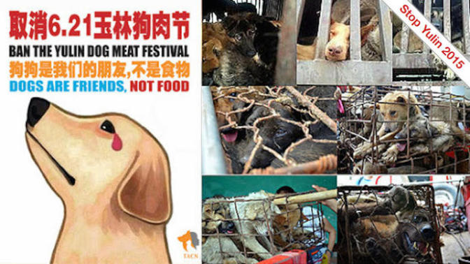 Help stop the dog and cat meat festival!