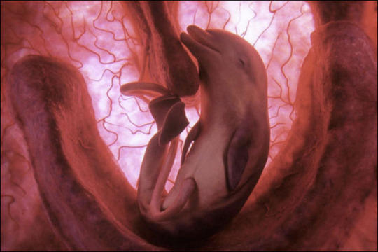 Unborn wonders of the nature
