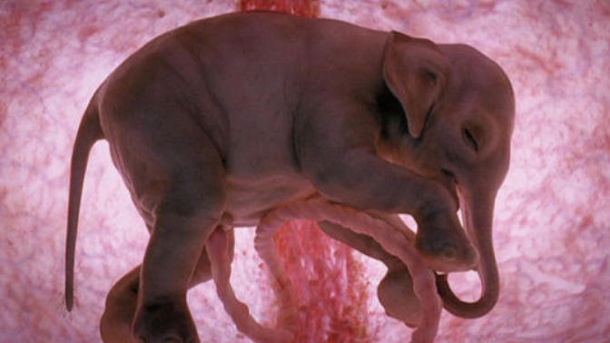 Unborn wonders of the nature