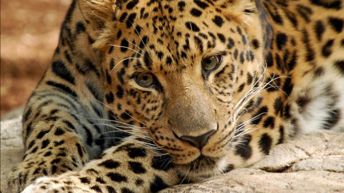 15 Animals That May Go Extinct Soon