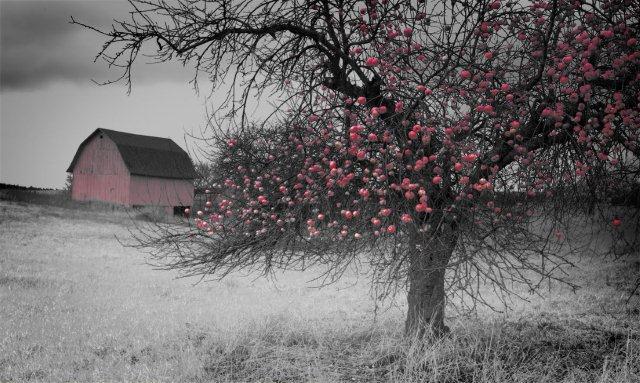Drugs and my Beautiful Apple Tree.