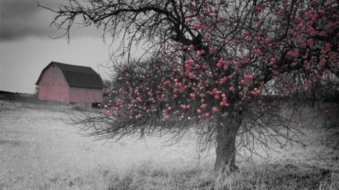 Drugs and my Beautiful Apple Tree