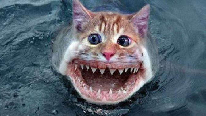 How to tell if you being baited by a catfish?