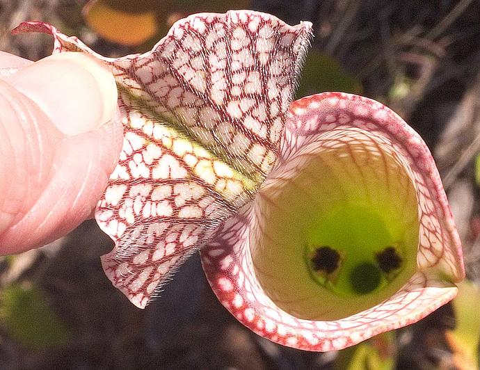 Should you keep carnivorous plants? Of course!