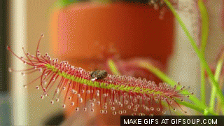 Should you keep carnivorous plants? Of course!