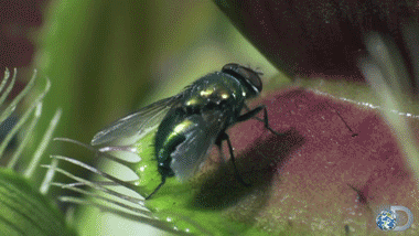 Should you keep carnivorous plants? Of course!