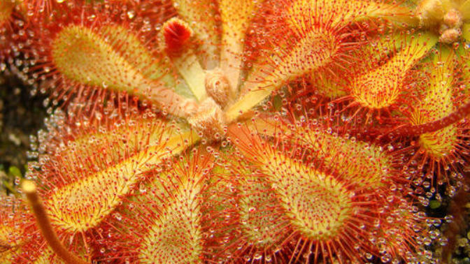 Should you keep carnivorous plants? Of course!
