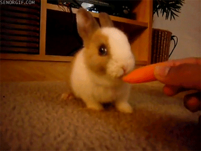 Top ten animals that are nice pets!