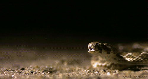 Top ten animals that are nice pets!