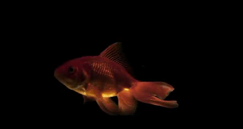 Top ten animals that are nice pets!