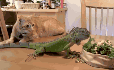 Top ten animals that are nice pets!