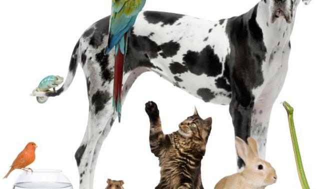 Top ten animals that are nice pets!