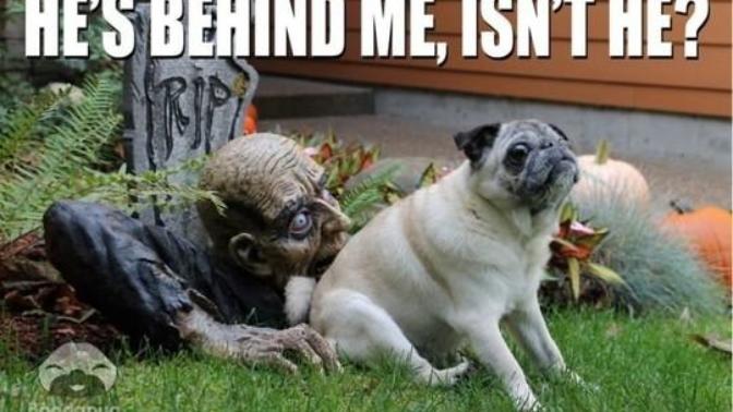 DIY Halloween Decorations