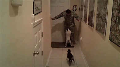 100 Reasons Why Dogs Are Better Than Humans
