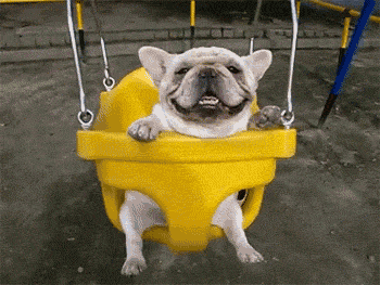 100 Reasons Why Dogs Are Better Than Humans