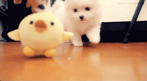100 Reasons Why Dogs Are Better Than Humans