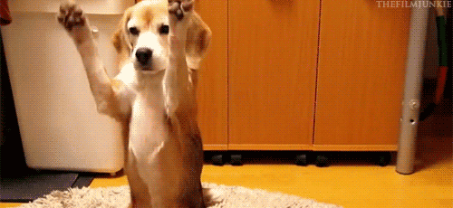 100 Reasons Why Dogs Are Better Than Humans