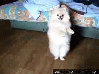 100 Reasons Why Dogs Are Better Than Humans