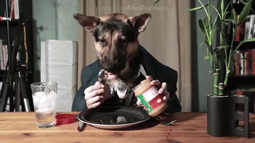 100 Reasons Why Dogs Are Better Than Humans
