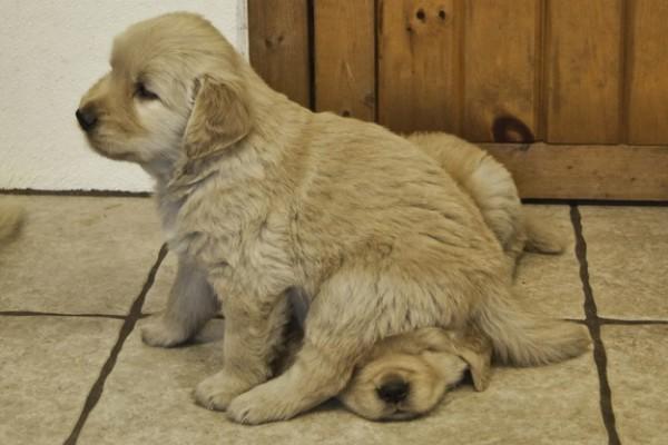 The perks of having a dog!