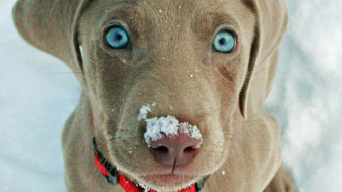 The perks of having a dog!