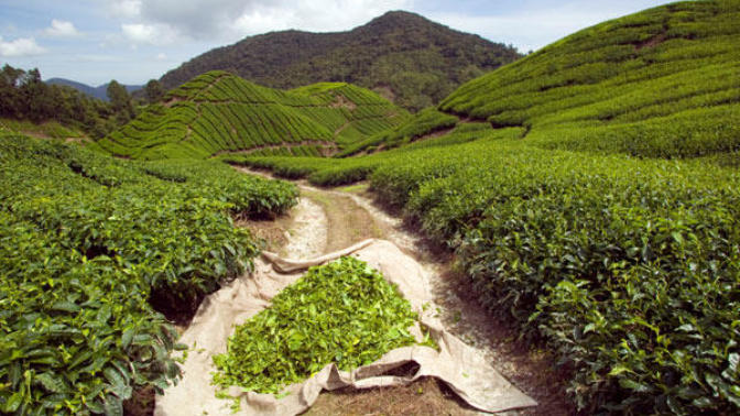 Benefits Green Tea