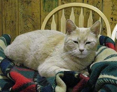 Facts About Cats - YusiBear