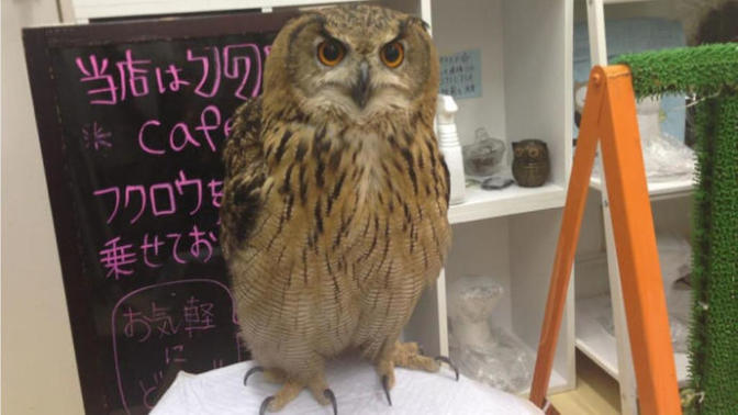 5 Cafes In Japan For Animal Lovers
