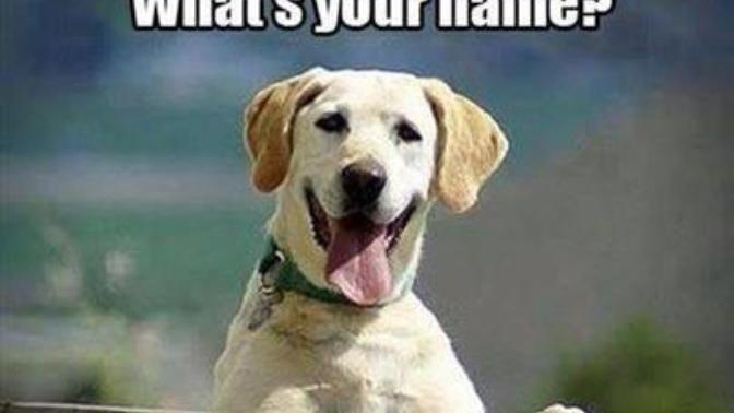 Mistakes Made When Training Dogs