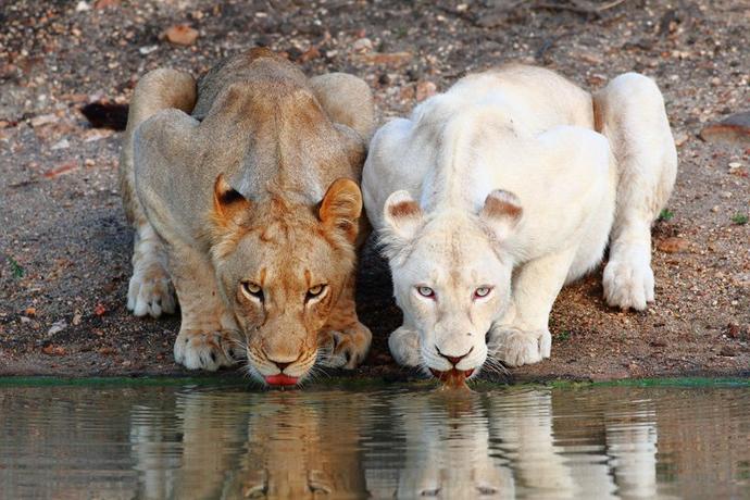 Successful Species of Animals that prove that males are not ALWAYS "top dog"
