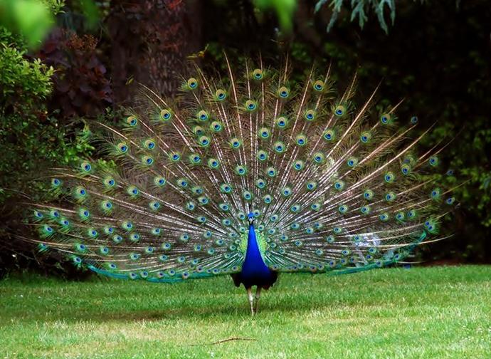 Successful Species of Animals that prove that males are not ALWAYS "top dog"