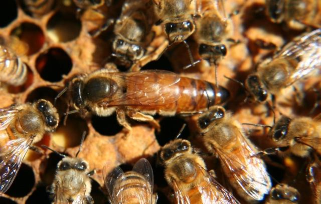 Successful Species of Animals that prove that males are not ALWAYS "top dog"