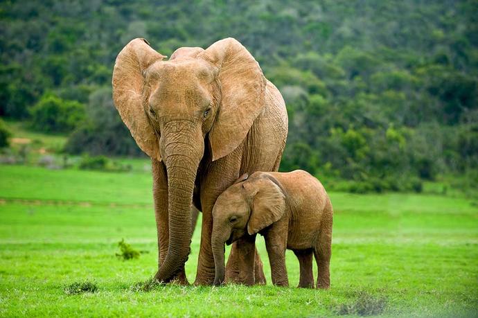 Successful Species of Animals that prove that males are not ALWAYS "top dog"
