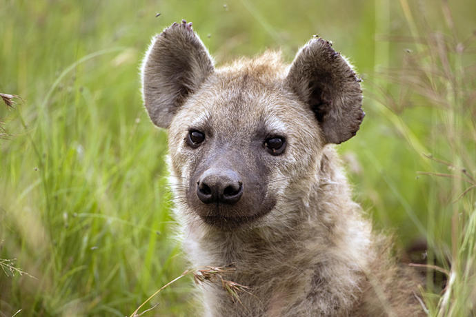 Successful Species of Animals that prove that males are not ALWAYS "top dog"
