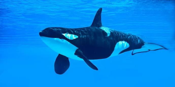 Successful Species of Animals that prove that males are not ALWAYS "top dog"