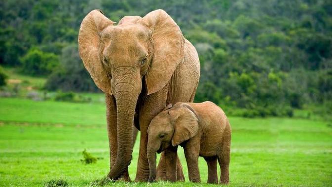 Successful Species of Animals that prove that males are not ALWAYS "top dog"
