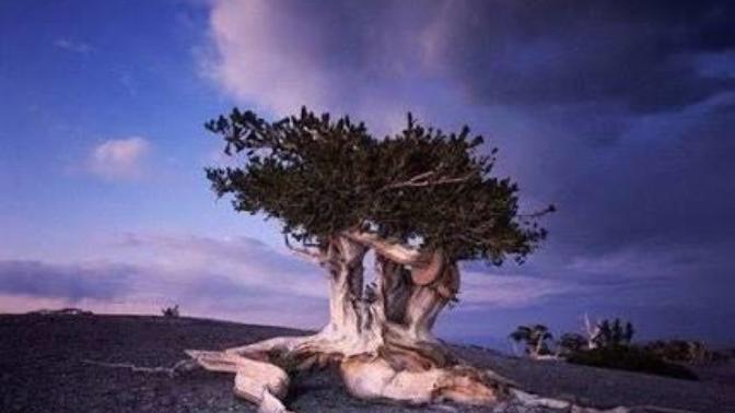 Worlds Oldest …